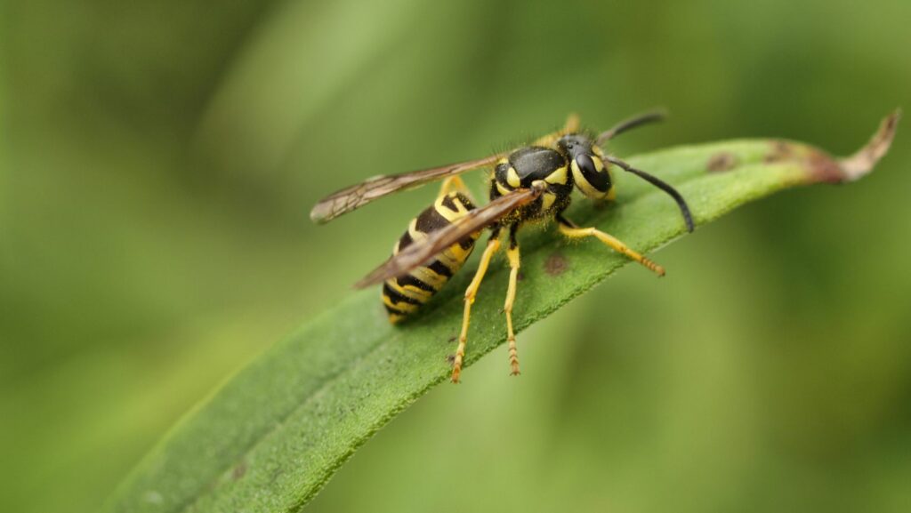 yellowjackets and hornets - Vespula - Dolichovespula